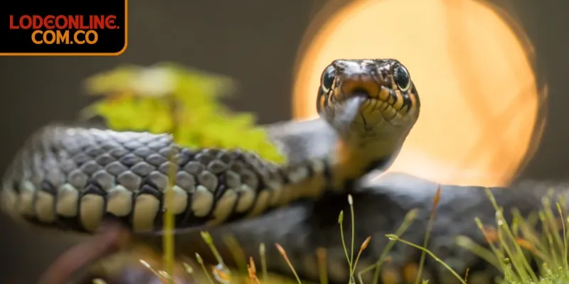 Mơ thấy rắn đánh con gì và con số may mắn bạn nên biết